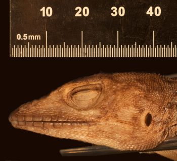 Media type: image;   Herpetology R-125611